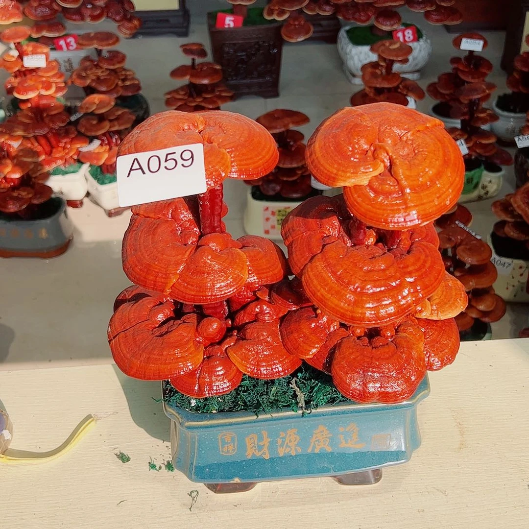 无花朵灵芝盆景059