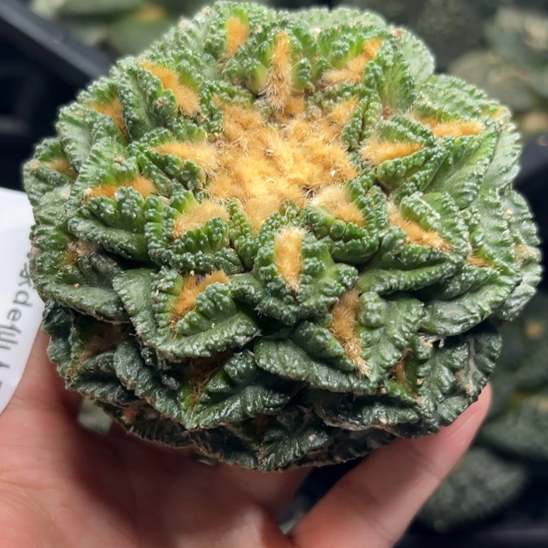 113 特价福利 萝卜腿 仙人球