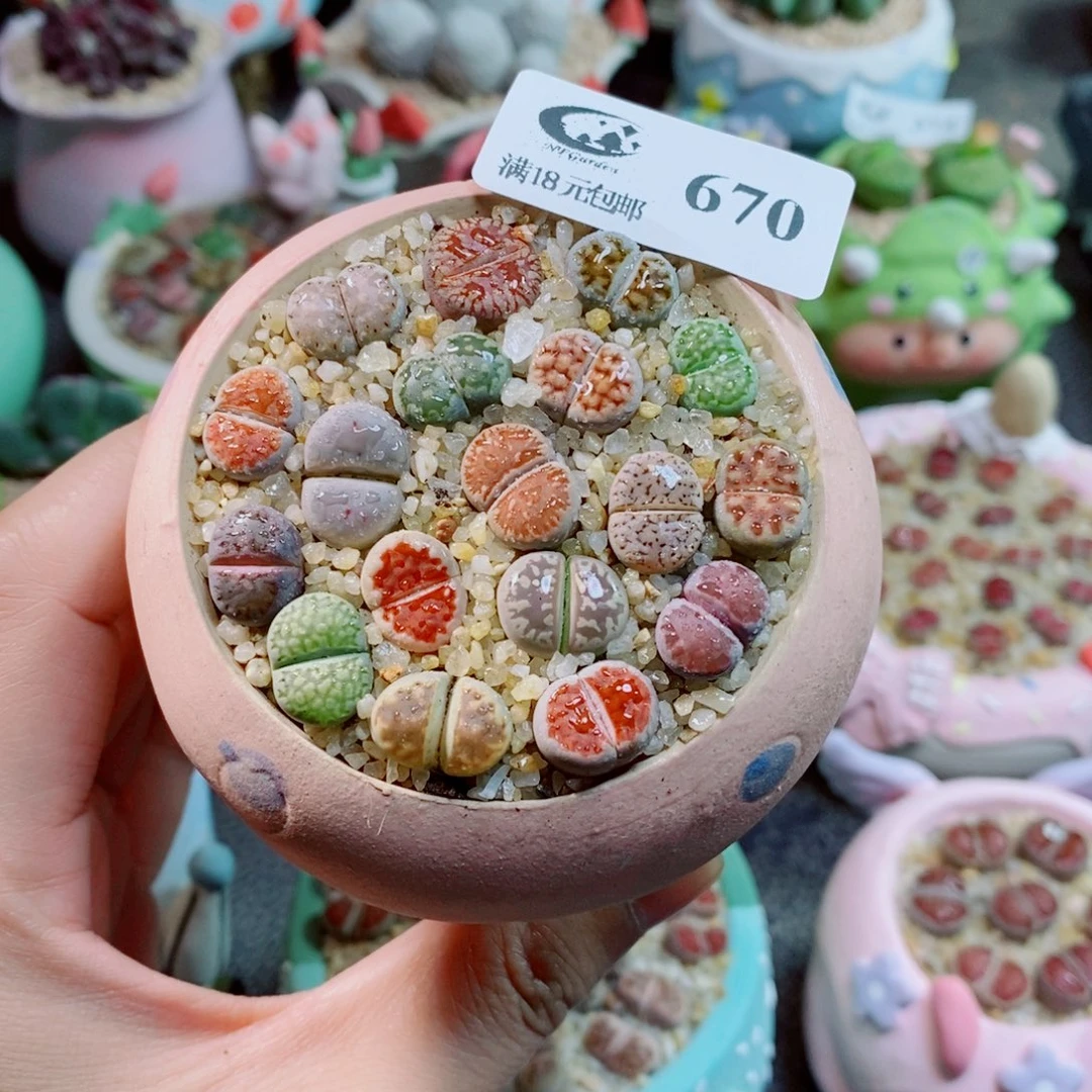 生石花花花花花花670