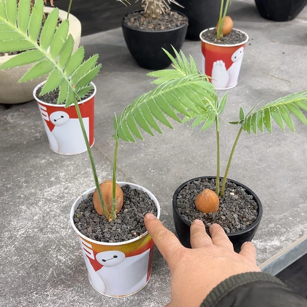 愚*两棵双子铁8888888