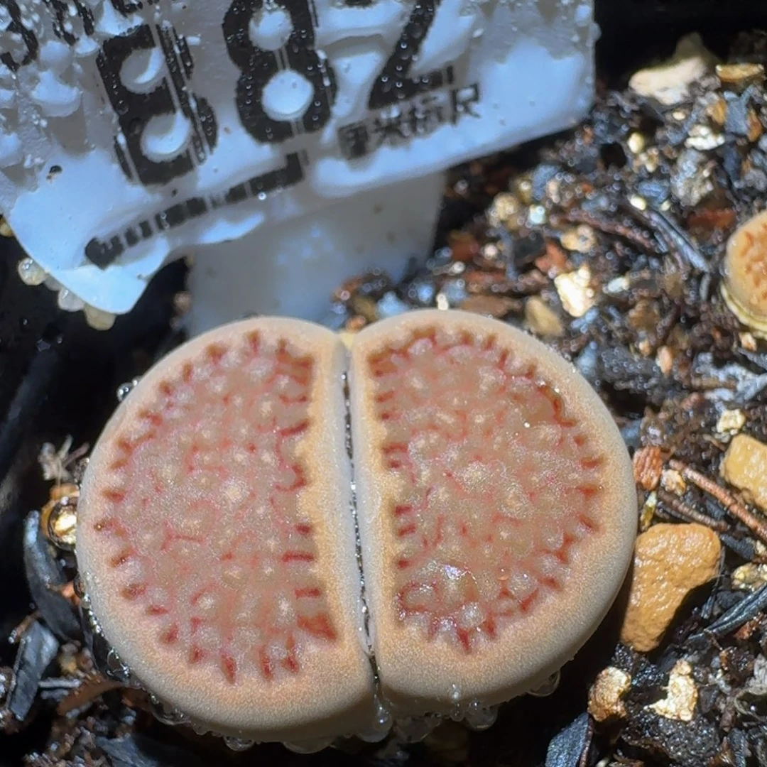 Ssss精品生石花882