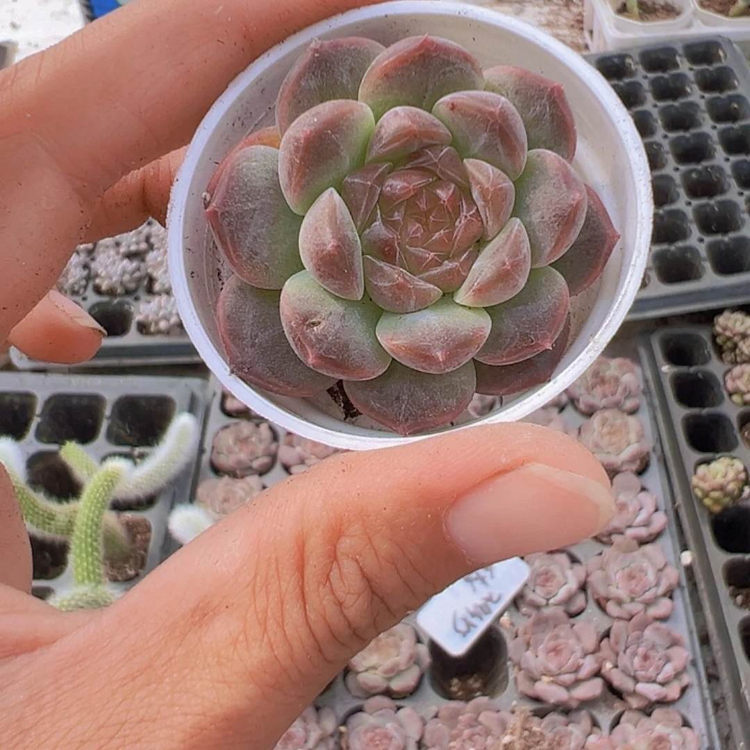 72孔冰魄送一个小白盆