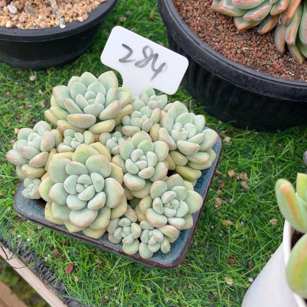 用***凡284fghjjjjjjjjkkkkj