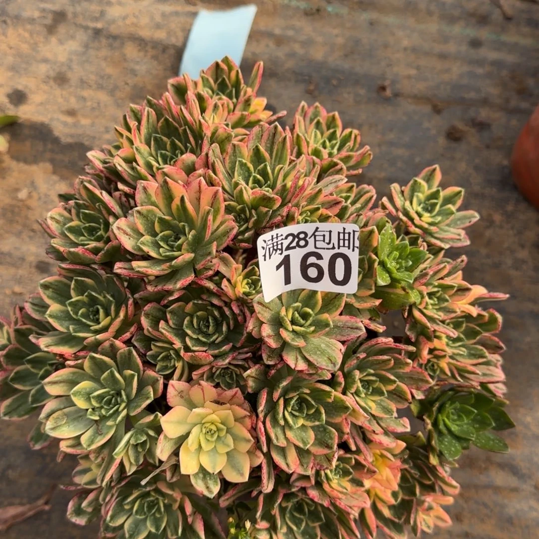 甜茶多肉160满28包邮断枝不包