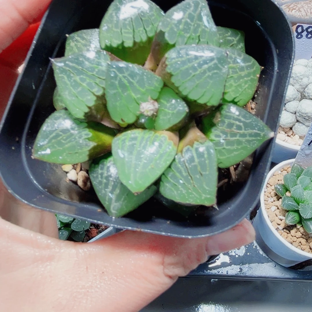 日月潭多肉植物6666