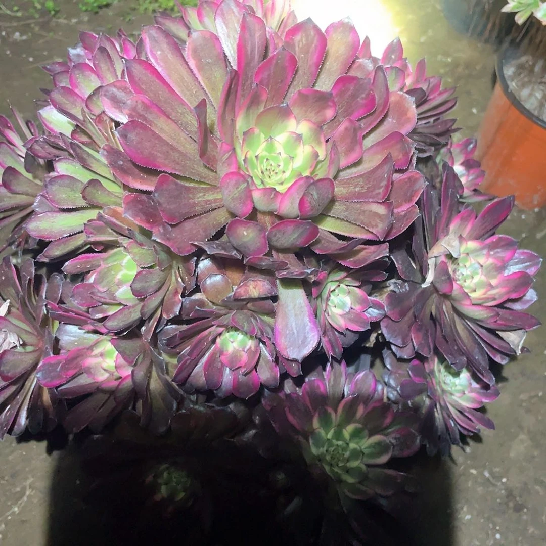 多肉植物红金刚064不包损