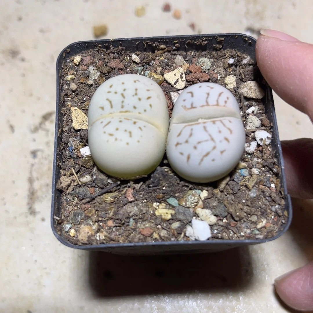 子播实生绫耀玉一物一拍