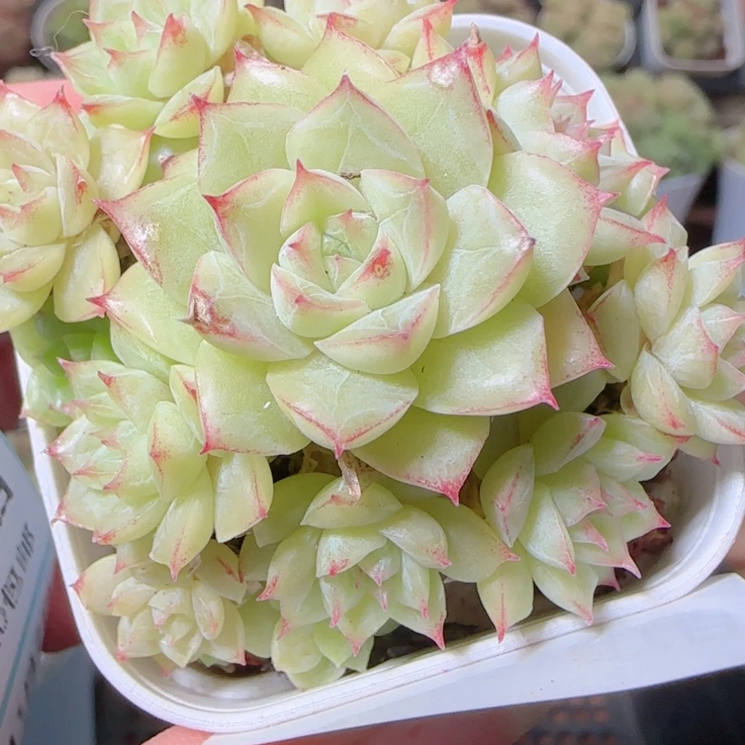 花语逸镜1107-50散