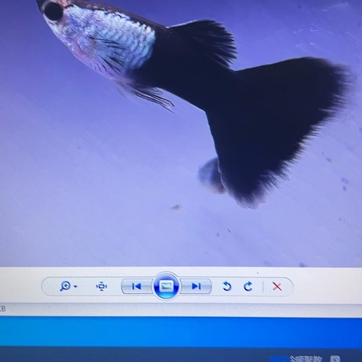 孔雀鱼艾尔银黑尾