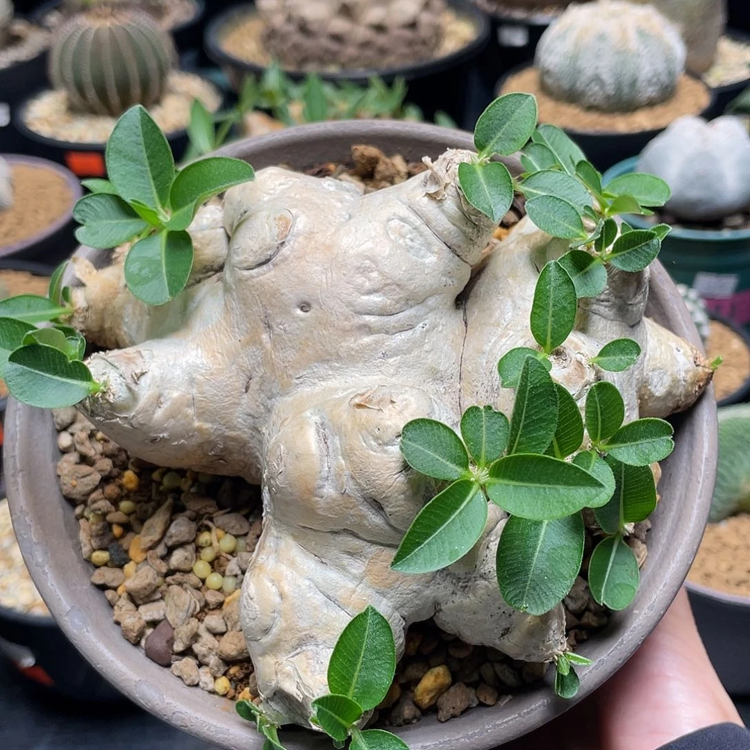 老家款惠比须笑包邮