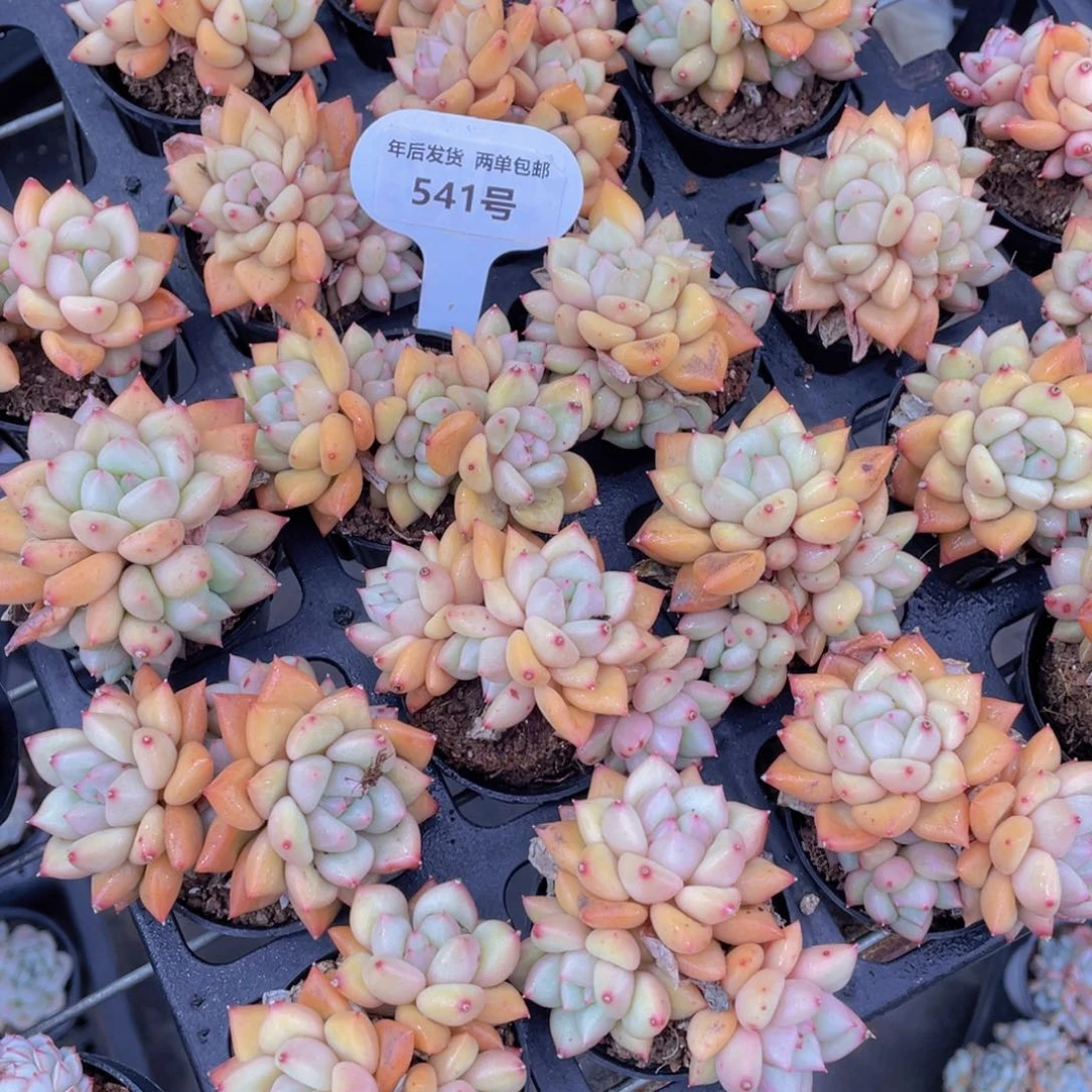 541号黄金象牙全状态群生一个