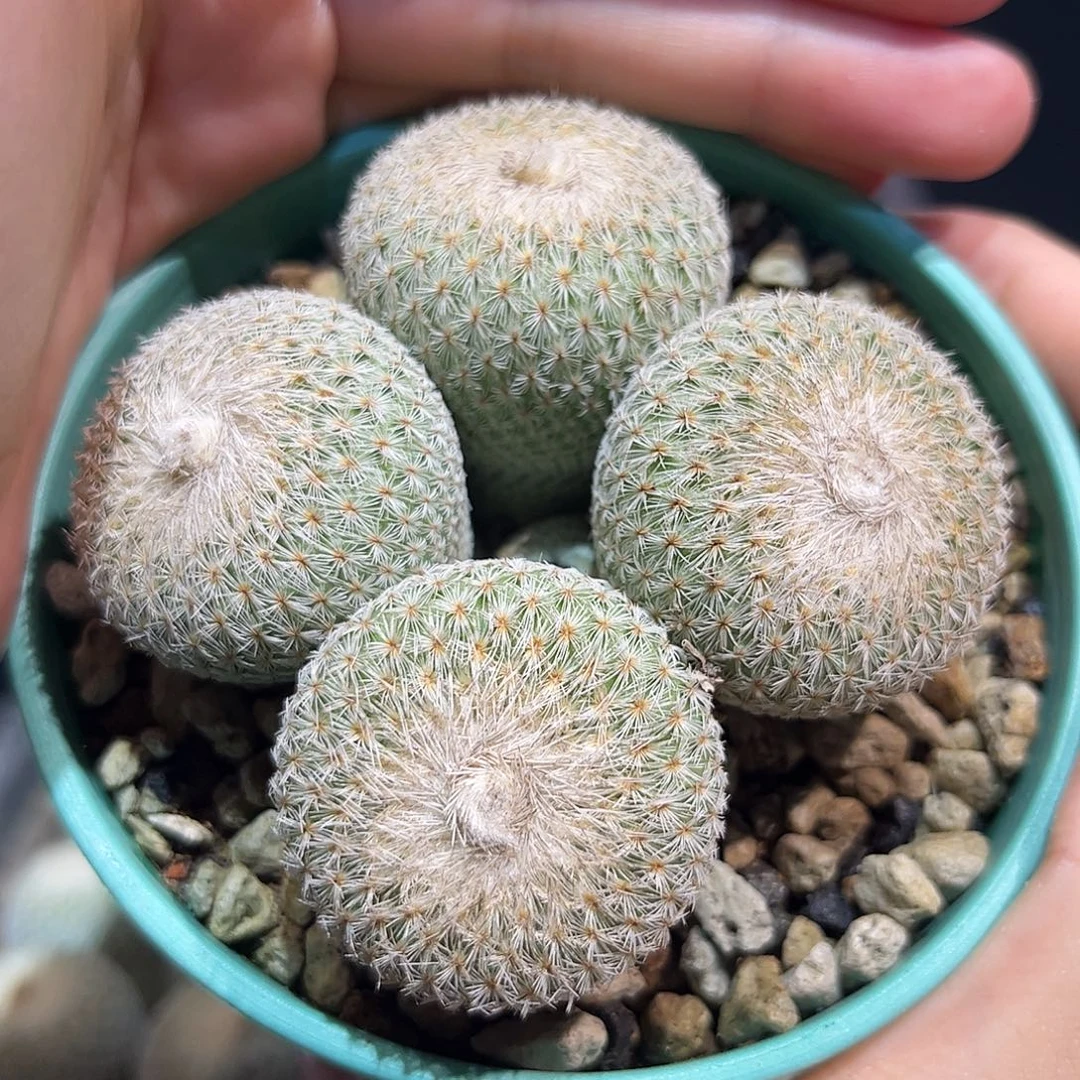 8cm实生四头匀称月世界
