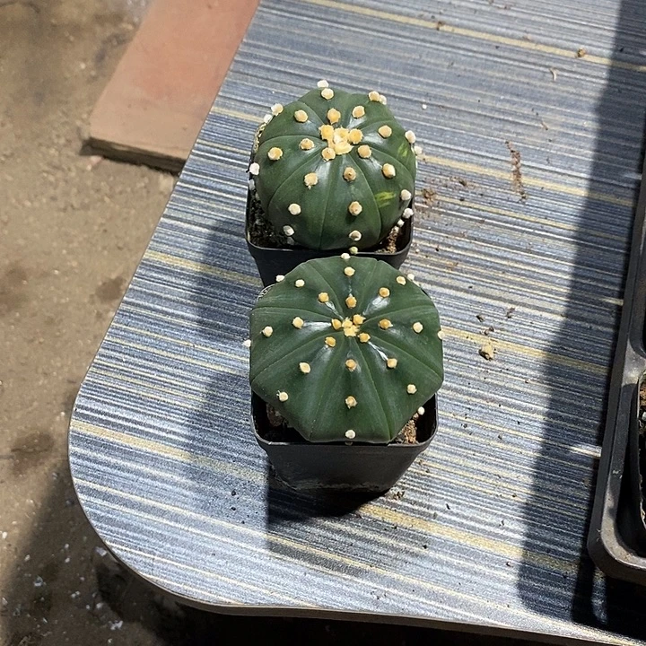 茄***组合2棵实生脱土发货