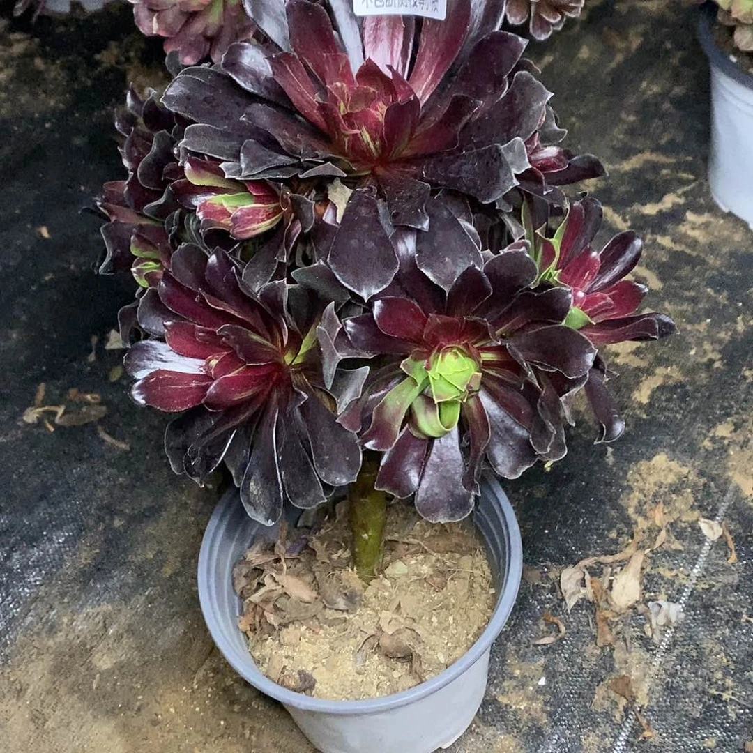 199欧若拉多肉法师多肉