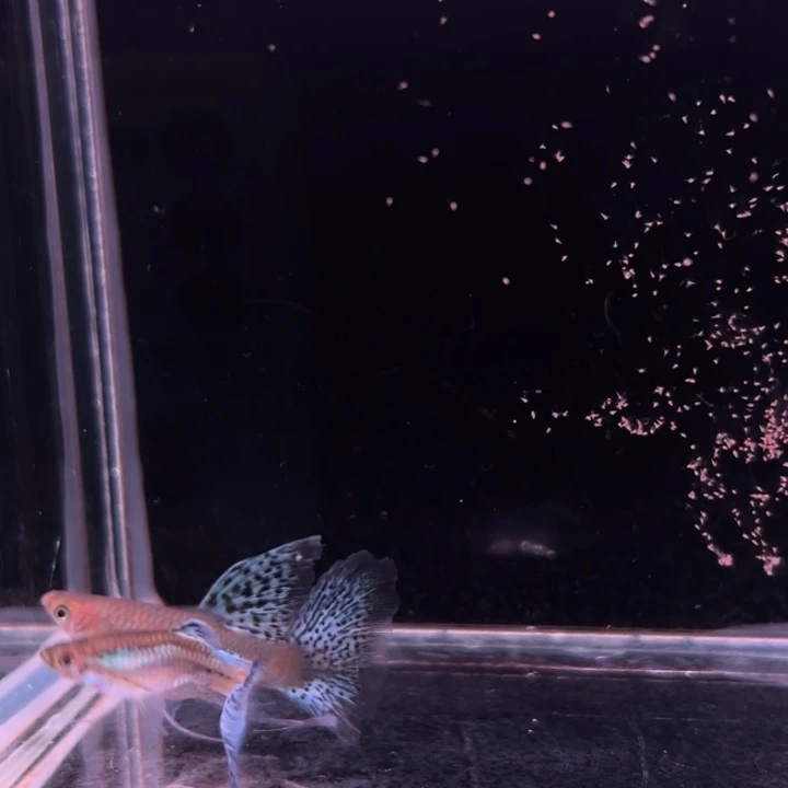 孔雀鱼细喷兰草大C1对