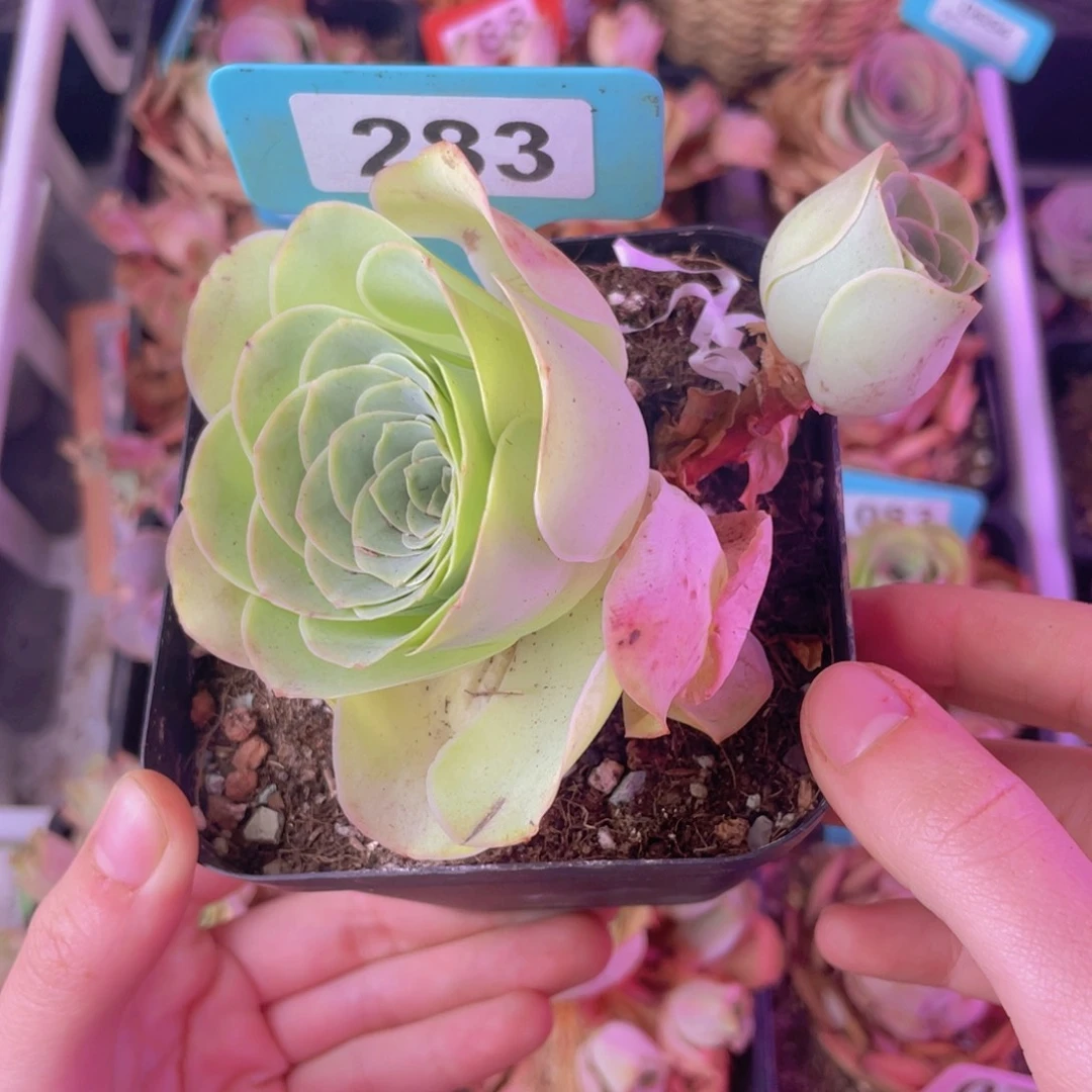 单品一物一拍283号