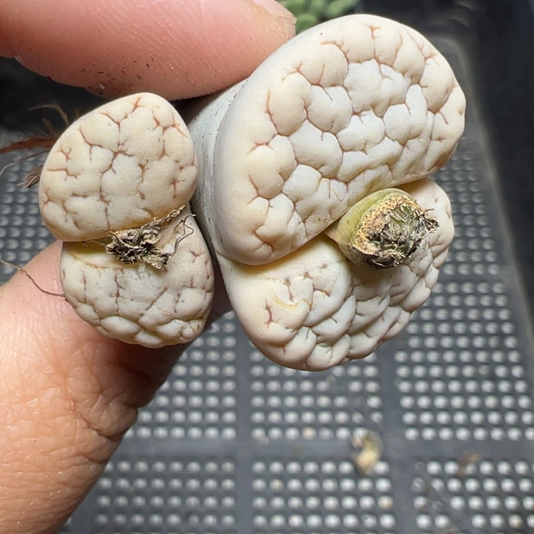 【闪购商品】1029……