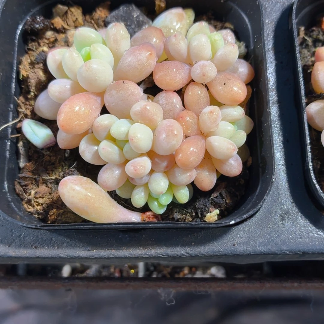 洛可可多肉9.9包邮发货