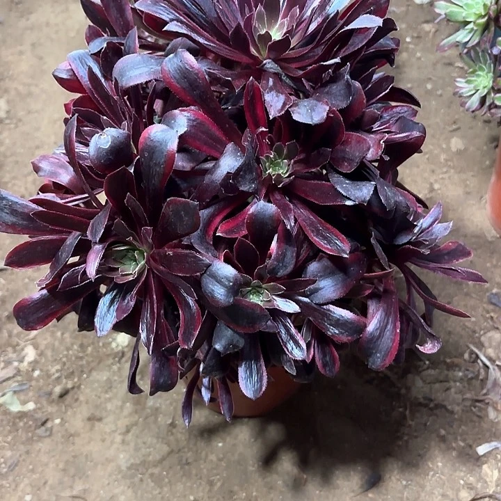 多肉植物法师婚纱42