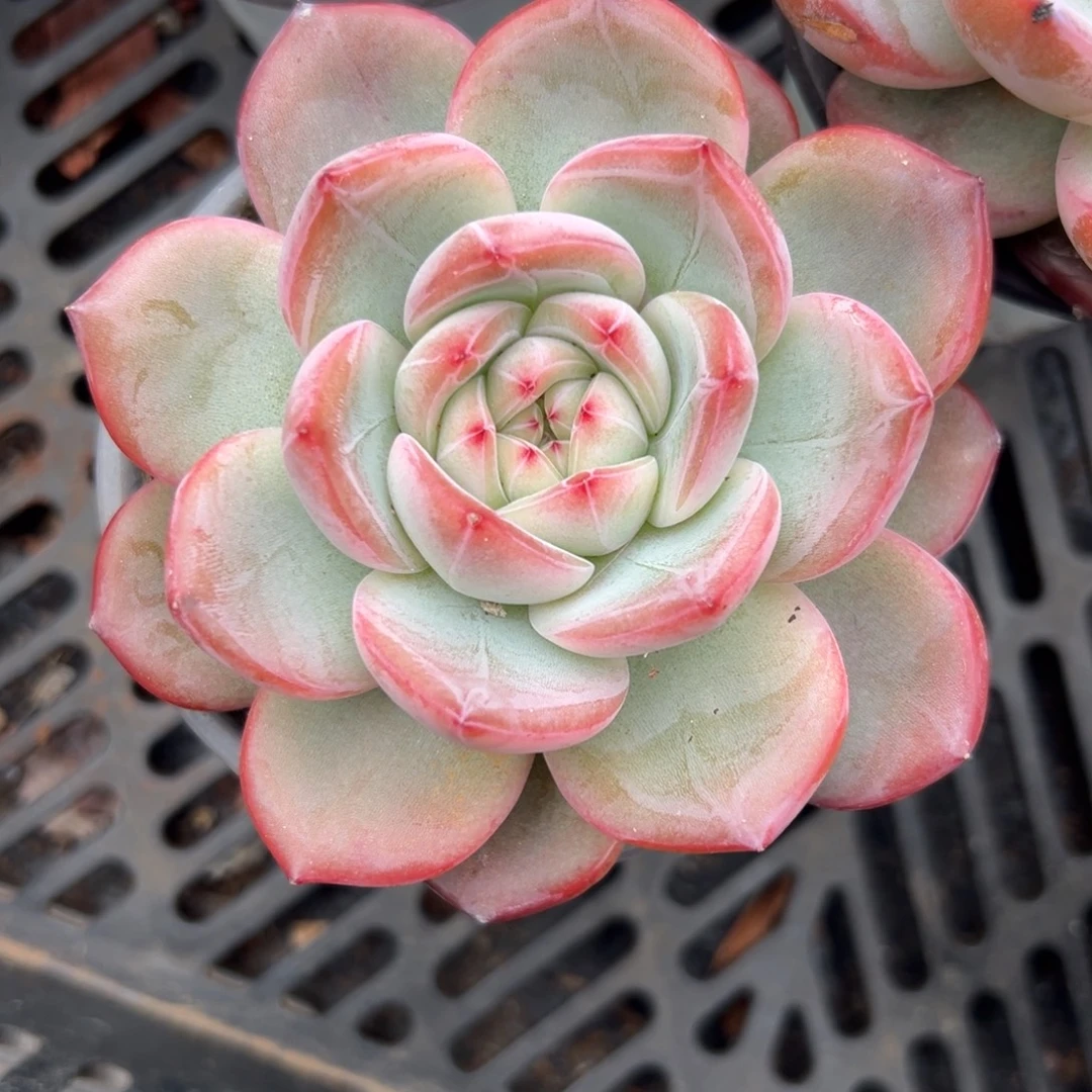 多肉植物单头红鸾