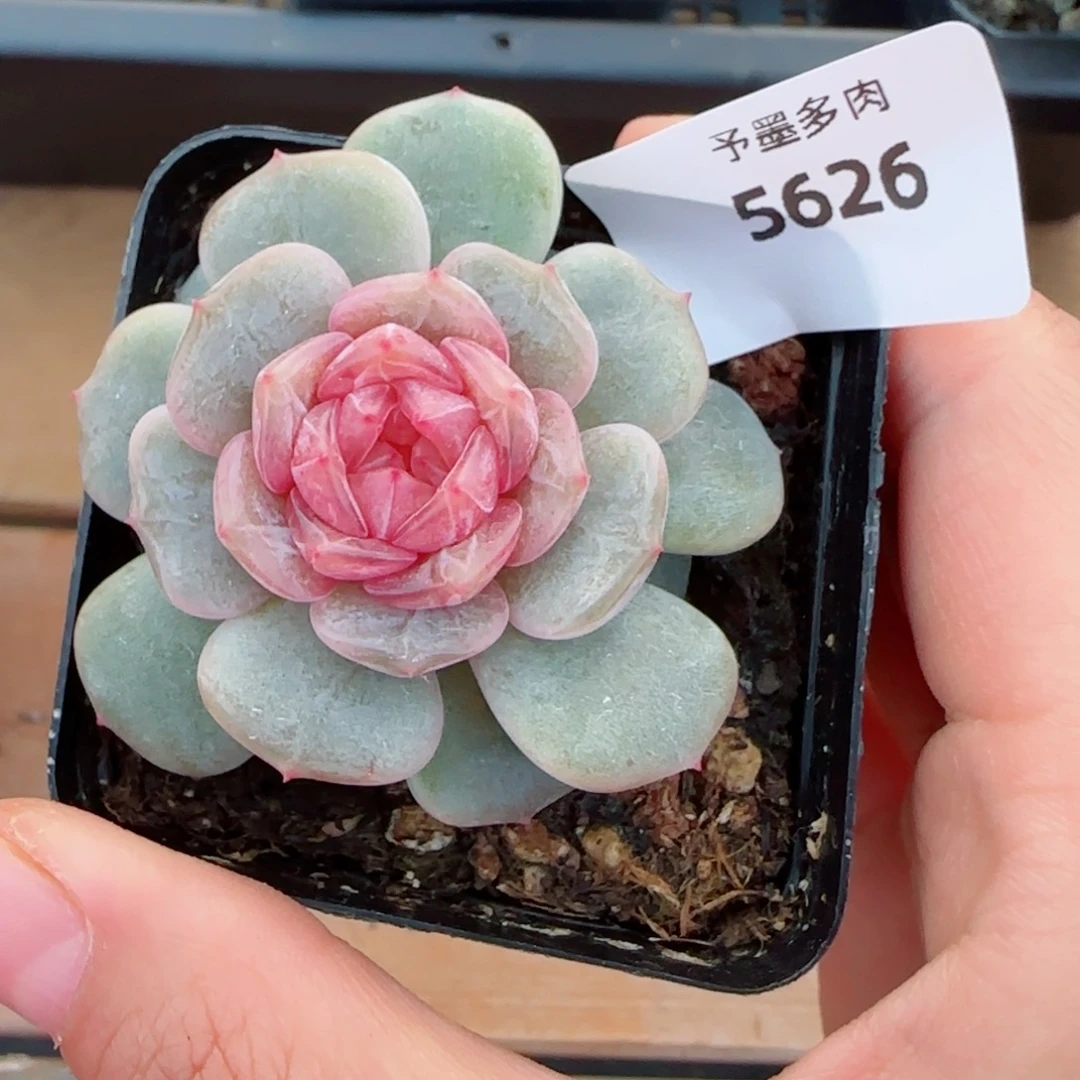 粉恋，5626多肉植物
