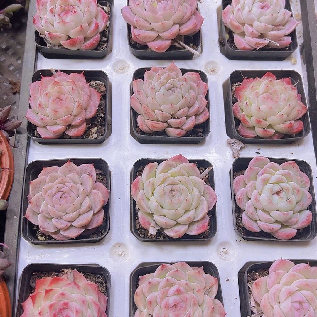 白桃汽水带盆带土19包邮