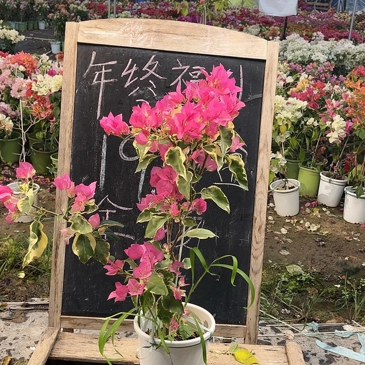 完全开放三角梅辣染粉