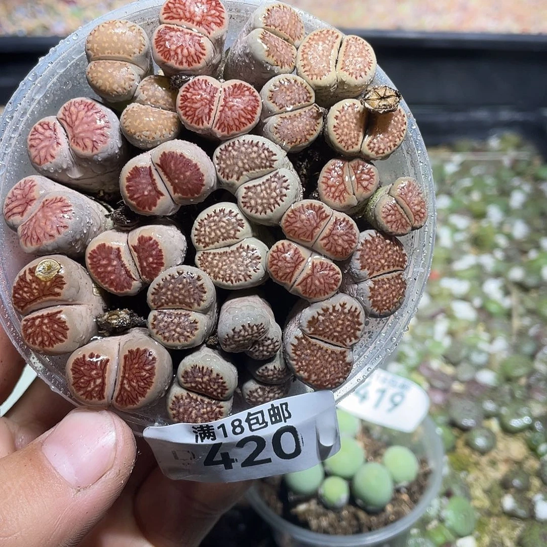 420当天凑满十八元包邮生石花