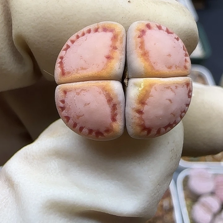 1130福利福利福利