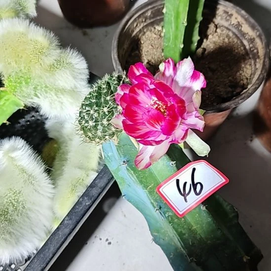 龙神木嫁接银荷花丽花福46