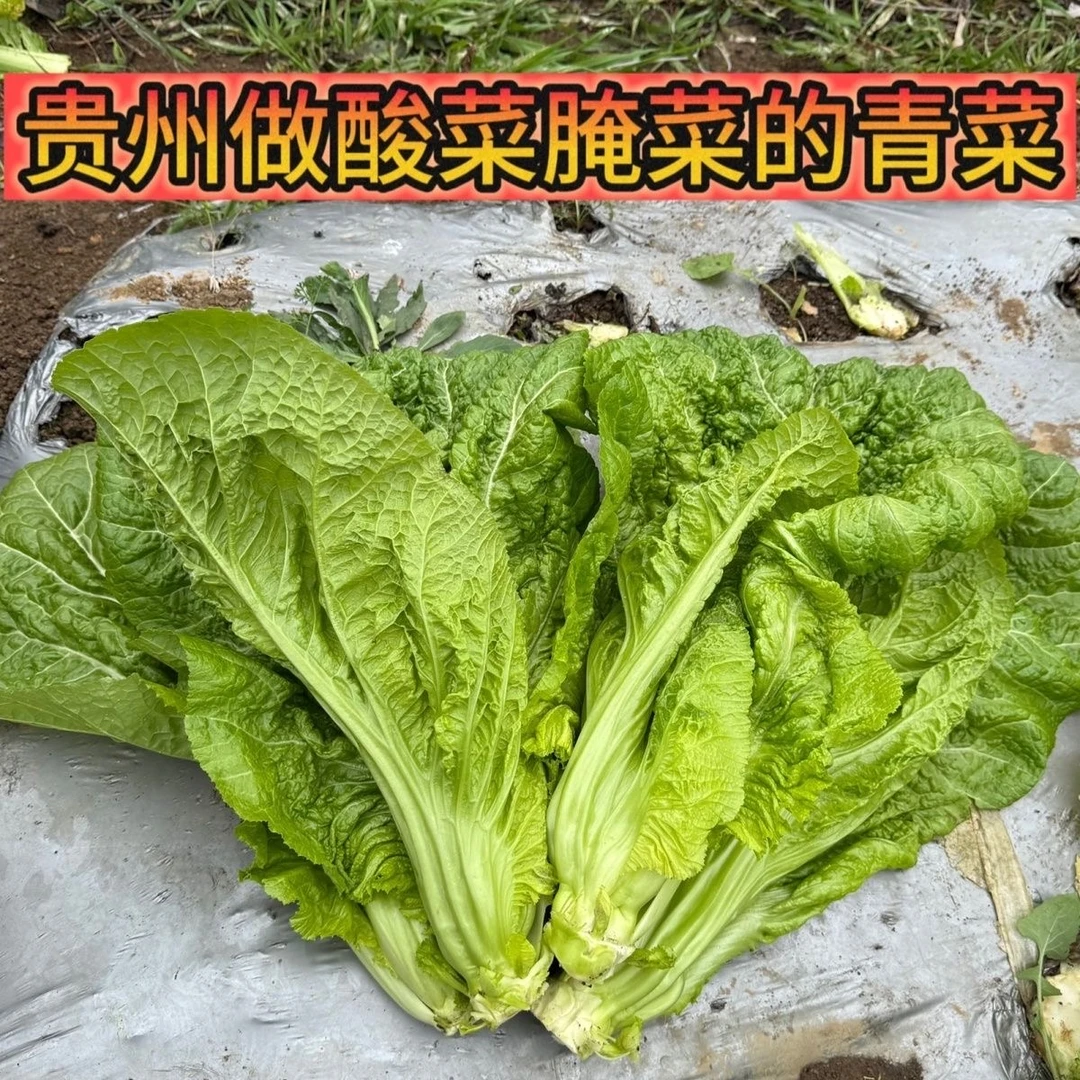 贵州新鲜青菜 现摘露天 做酸菜腌菜 可做火锅食材配菜【老品种】
