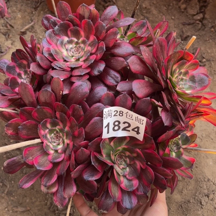 1824红金刚多肉植物