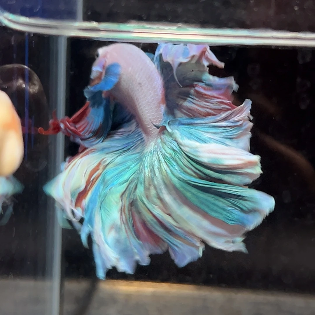 斗鱼6号稀少巨大莫奈油画