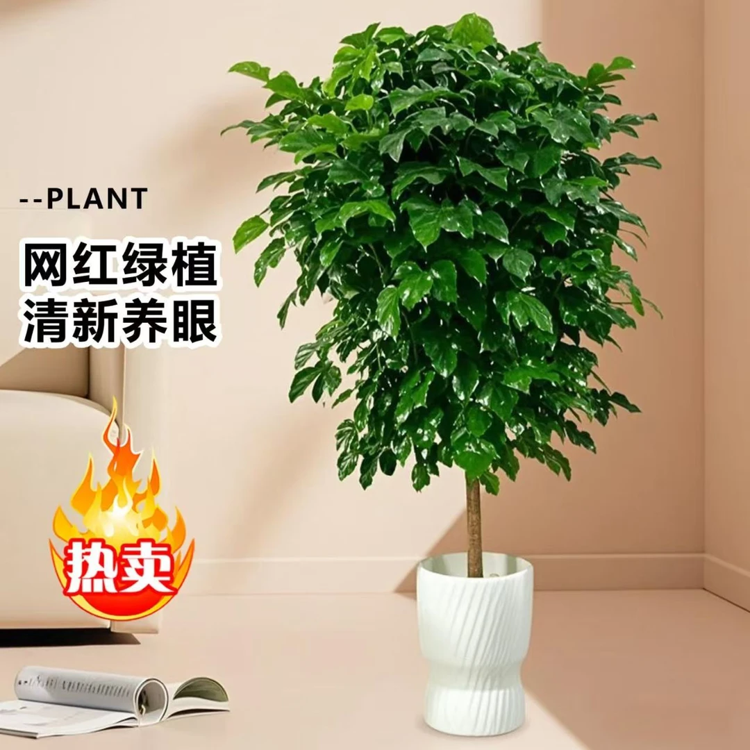 【京东送货上门】1.3~1.5棒棒糖幸福树室内绿植净化空气