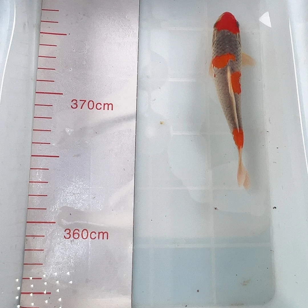 锦鲤鑫泓锦鲤养殖