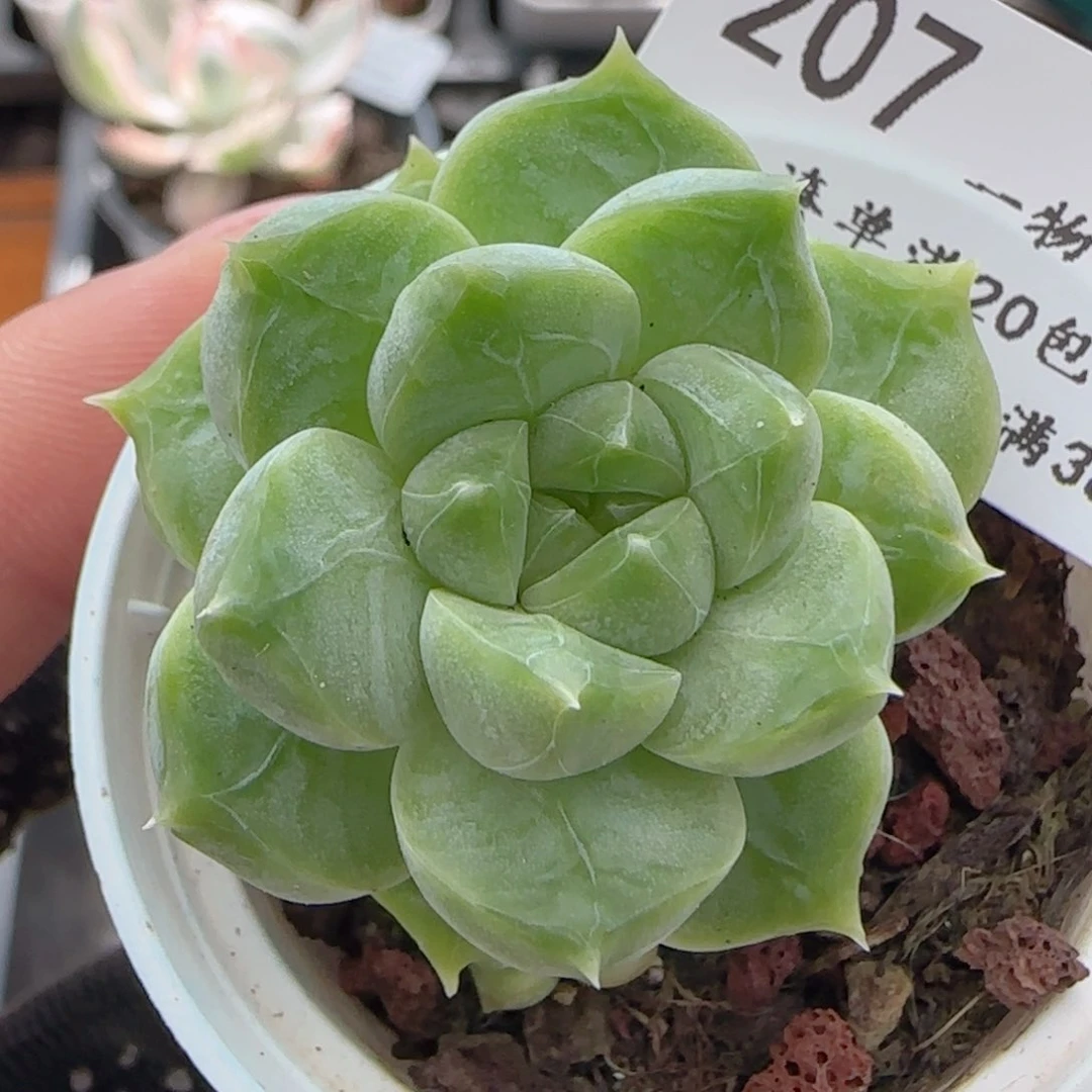 0616-207克拉拉克拉拉