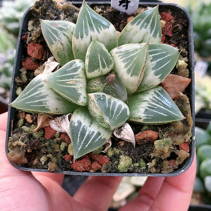 白桃寿一物一拍带盆