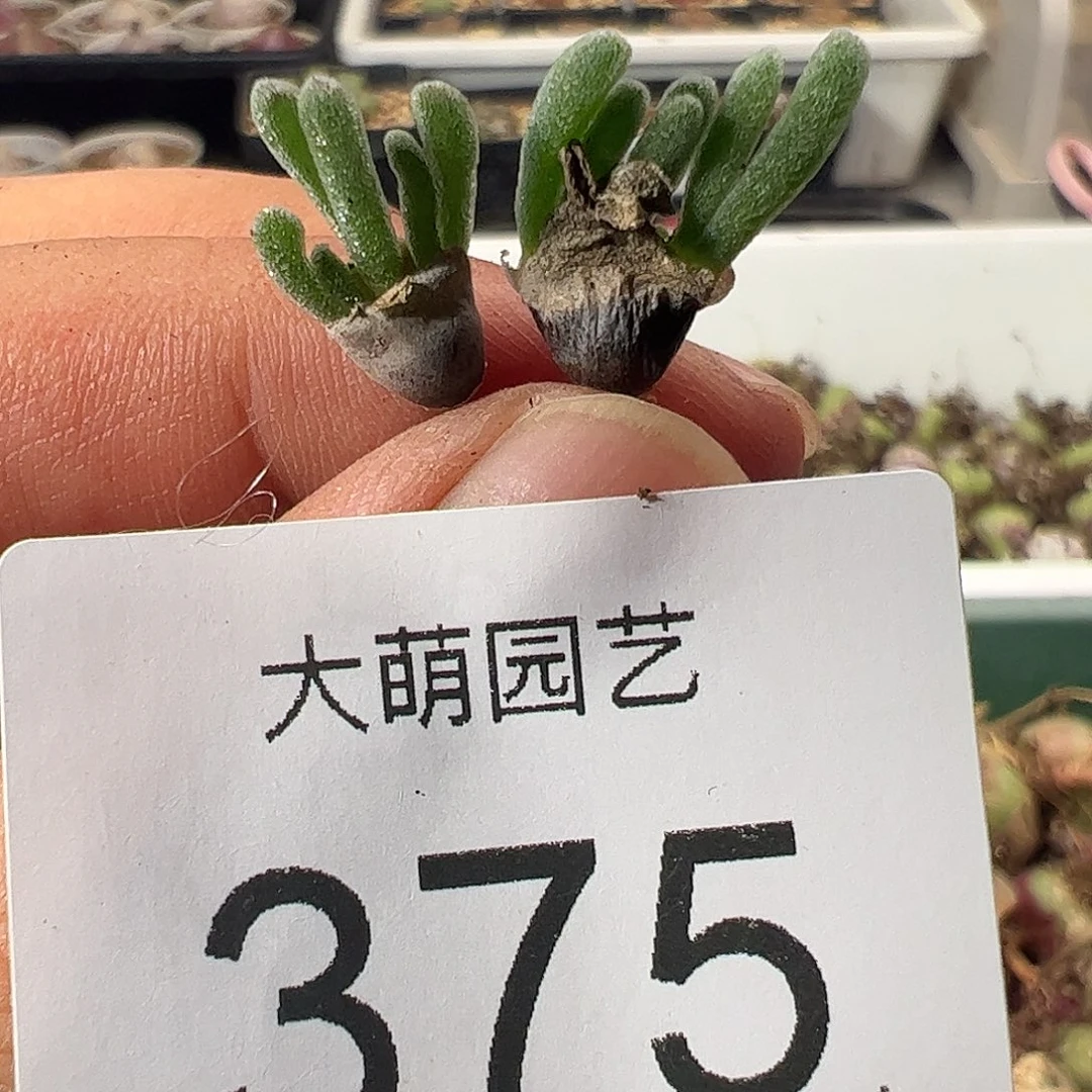 一物一拍。          375