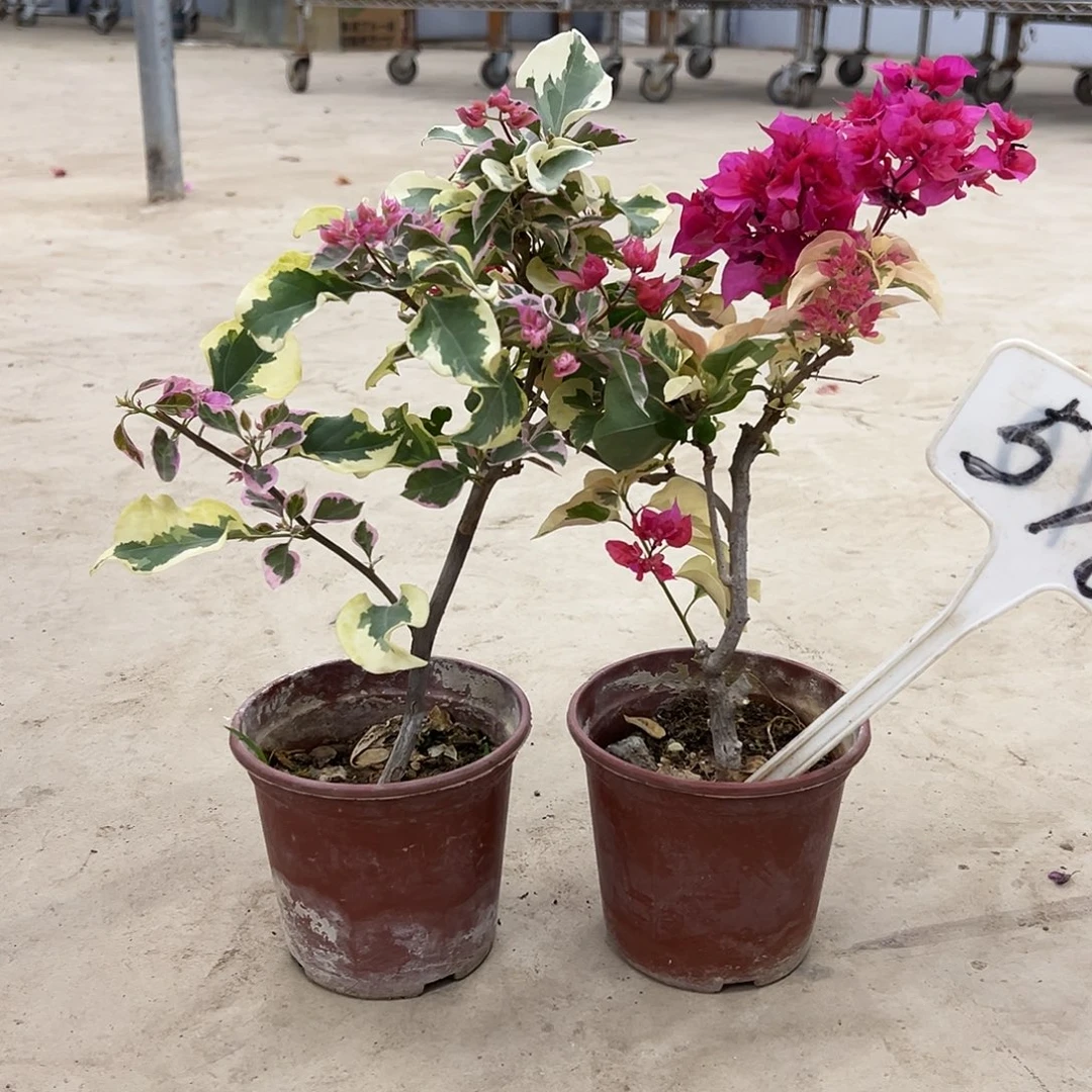 尼***们完全开放斑叶重瓣红 红宝石 570