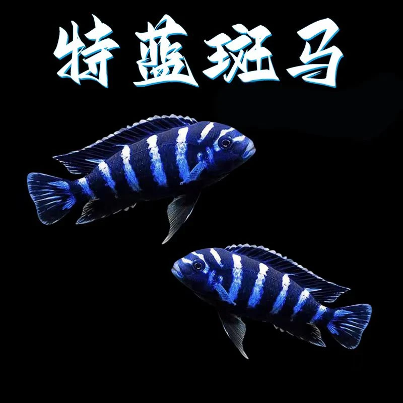 小型热带精品观赏鱼 特蓝斑马