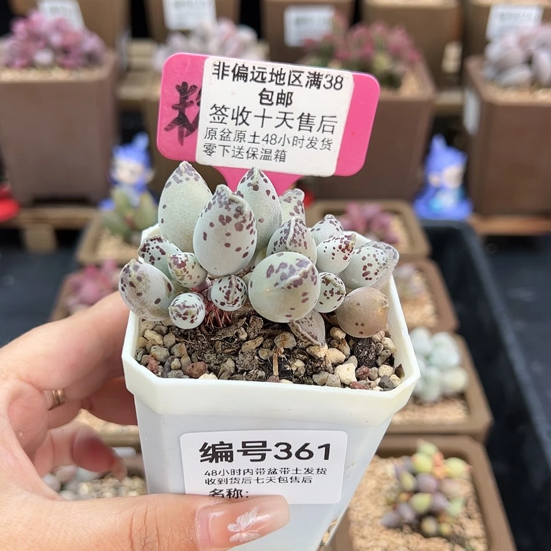 351白肌海豹多肉植物