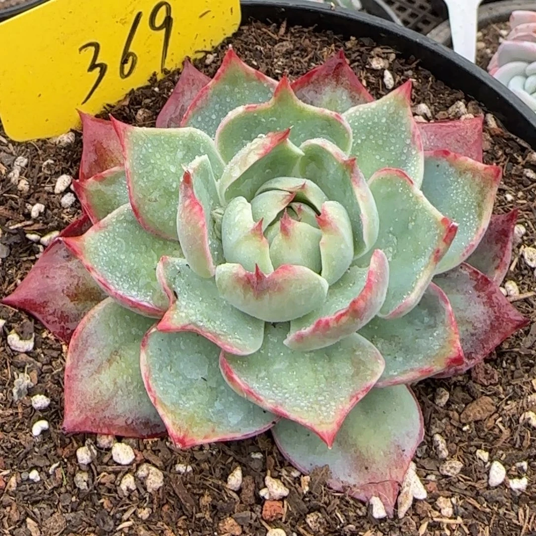 惊鸿一物一拍包装收缩花旱36 9