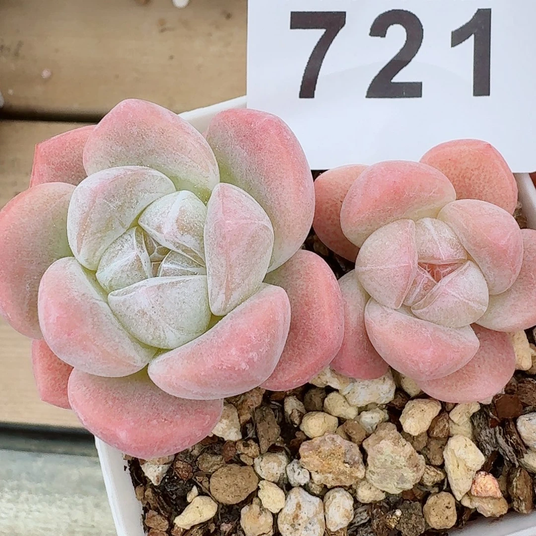 粉糖心冰玉            精美多肉植物