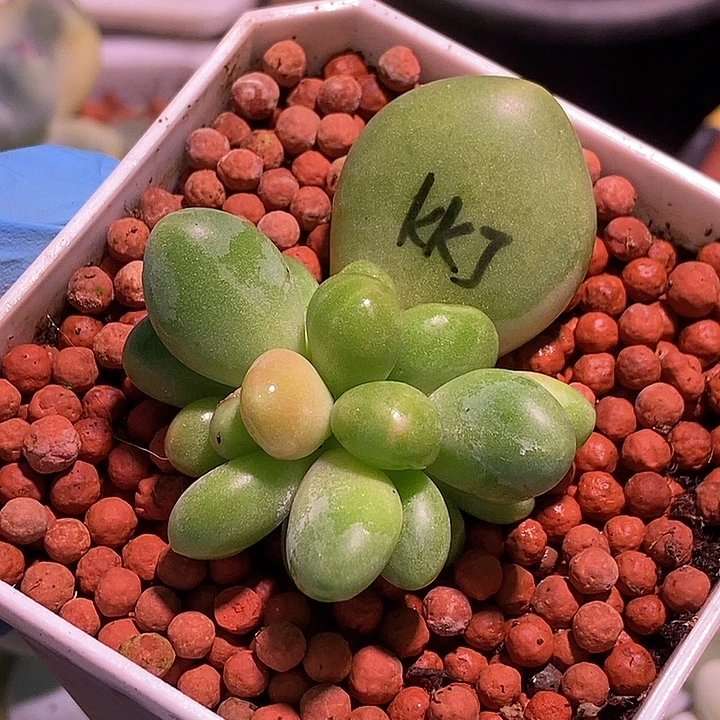 Kk奶酪锦多肉植物多肉