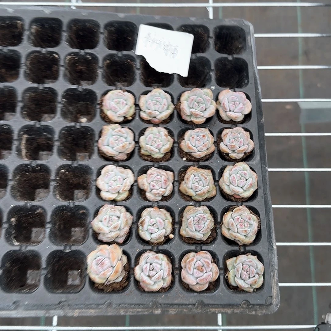 秋天的雨一物一拍专拍