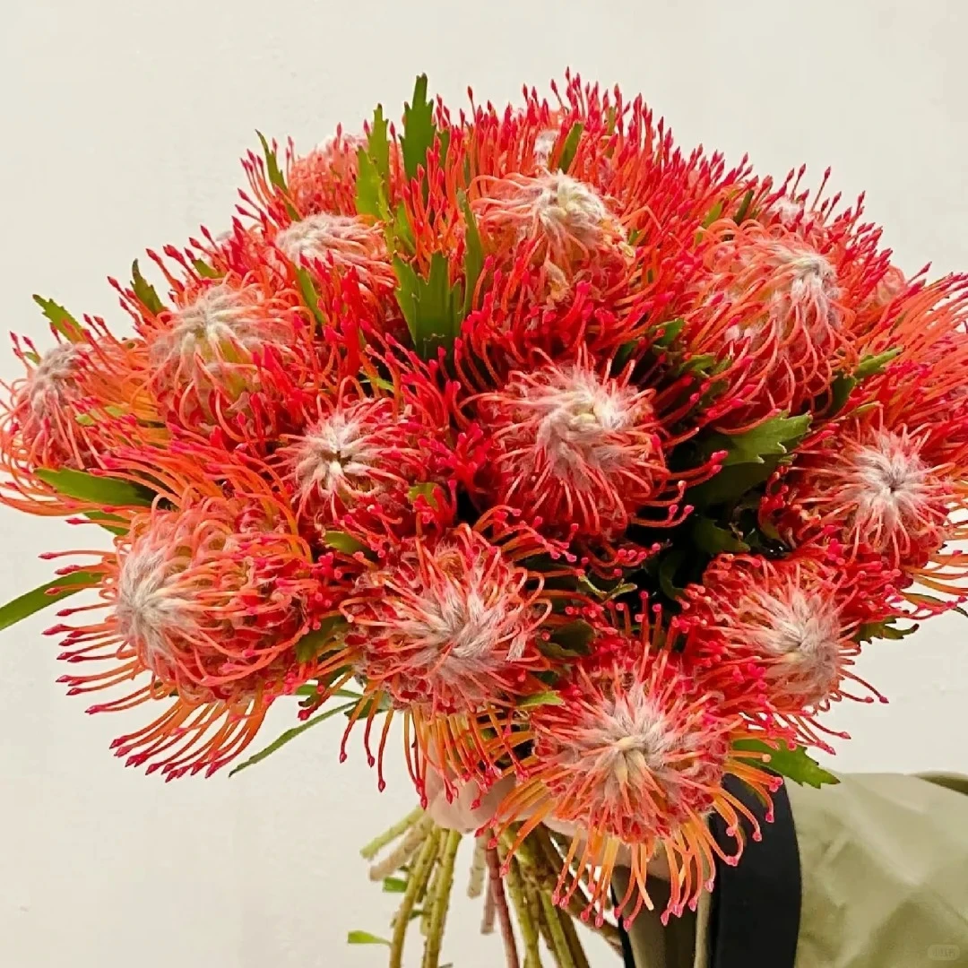 【针垫】小花精选南非花材