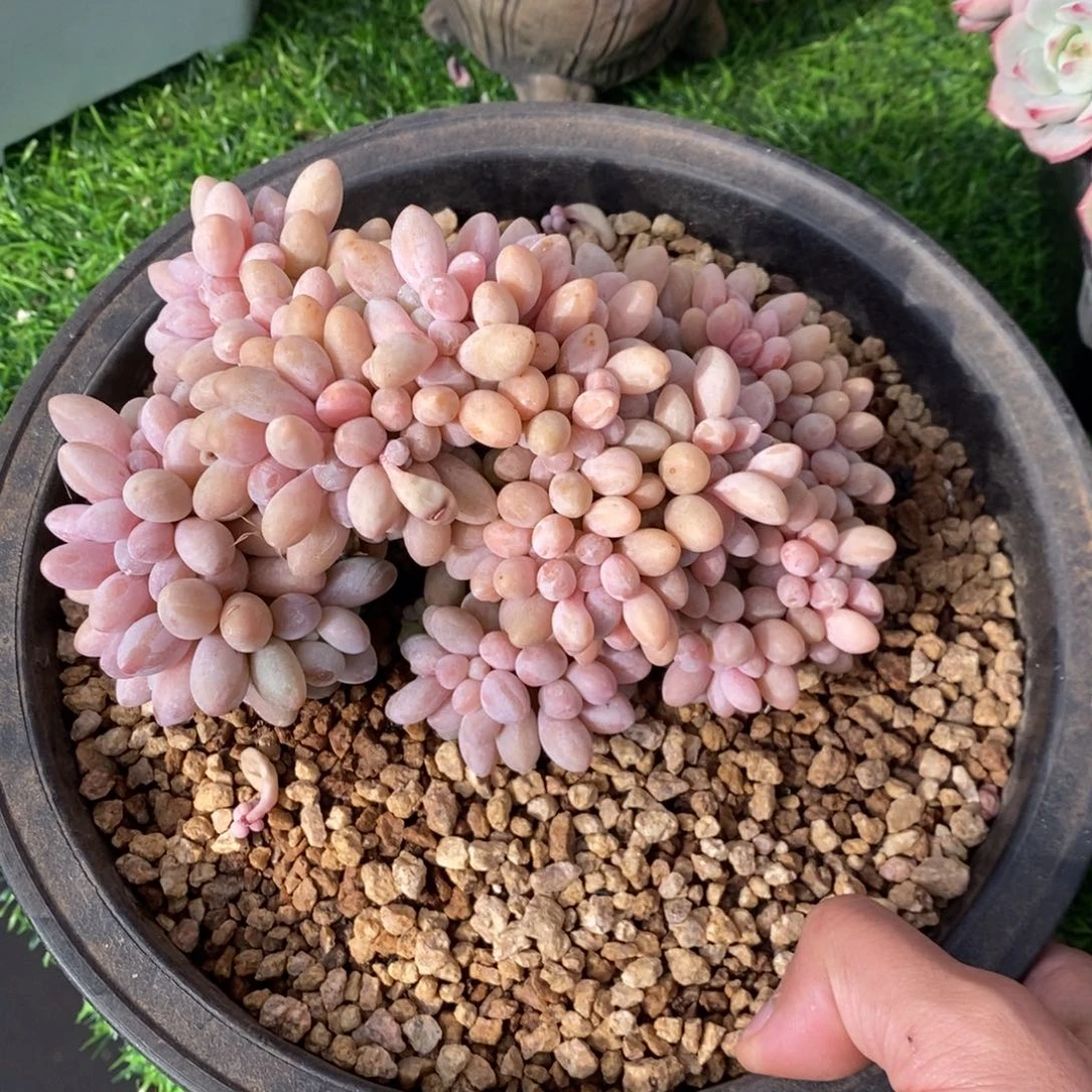 汤圆缀 一物一拍