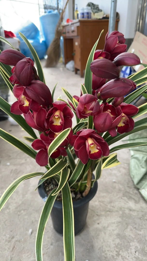 金边大红袍 年宵花