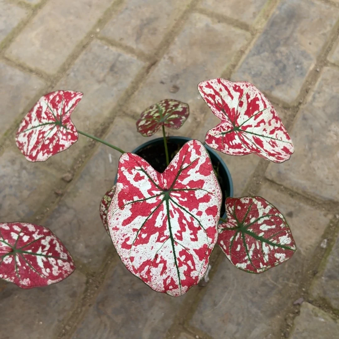 山***秀猩红玛丽 66-1118