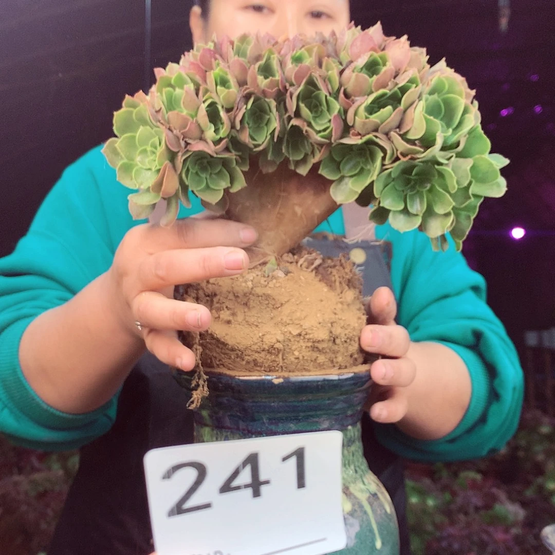 柒柒精品多肉脱土发货不包断侧枝241